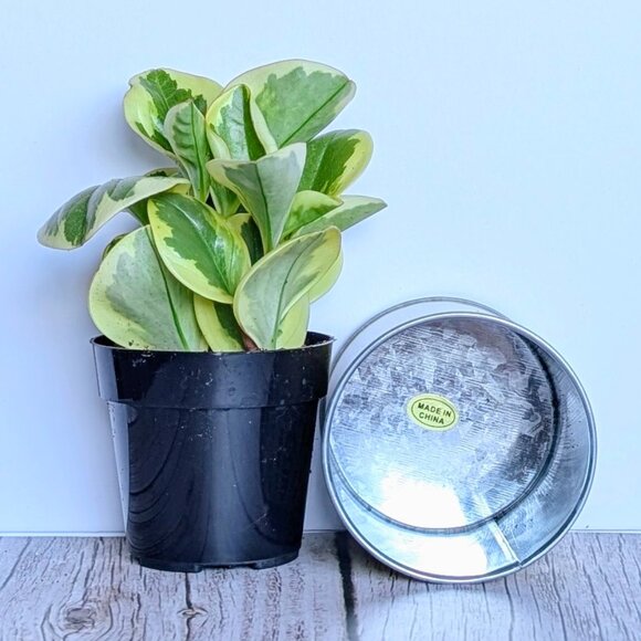 🌿 Trader Joe's 3" Mini Can Food Planter w/ Foliage -NWT - Picture 5 of 6